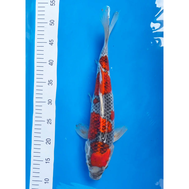 JAPANESE KOI FOR SALE - Japan Koi Imports