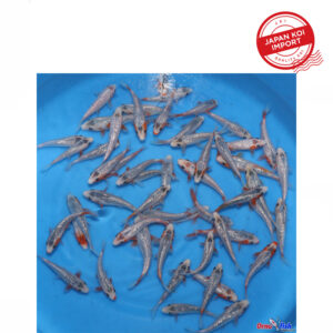 60c7502f-81bc-4af9-84fe-a4f2c06dcad9